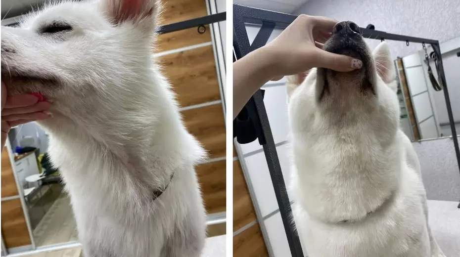 Клинический случай до/после Себаденит